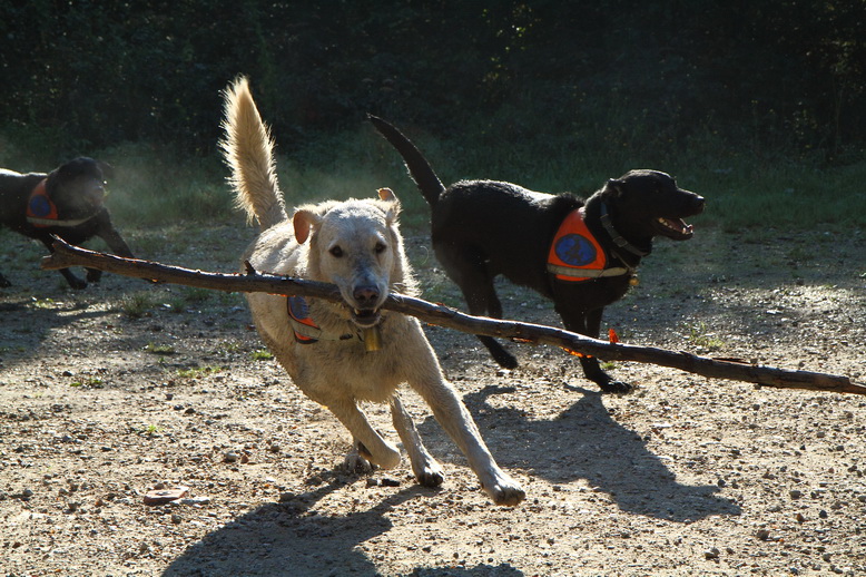 Balloo en action