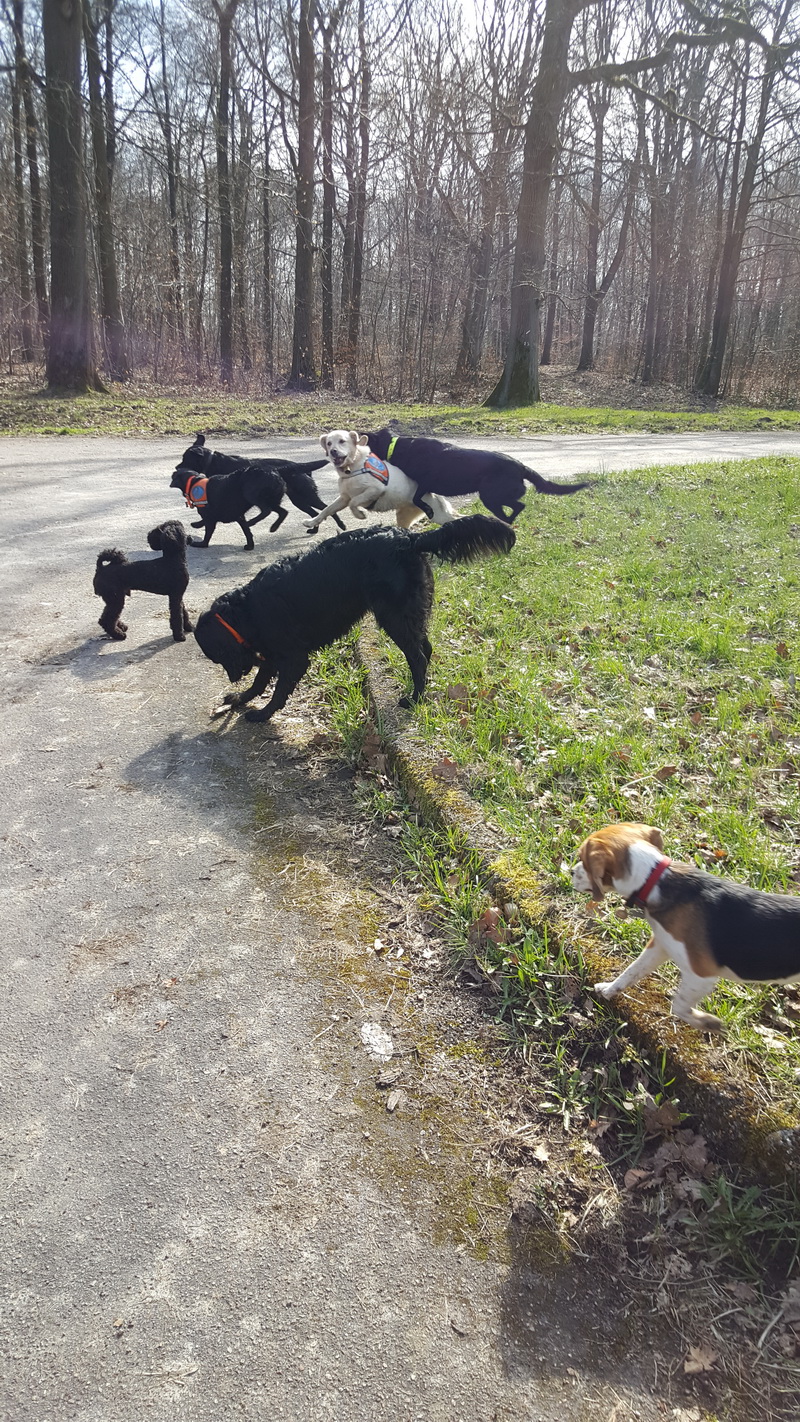Les chiens s'éclatent