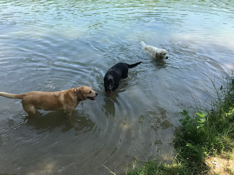 Chiens se baignant dans la Seine