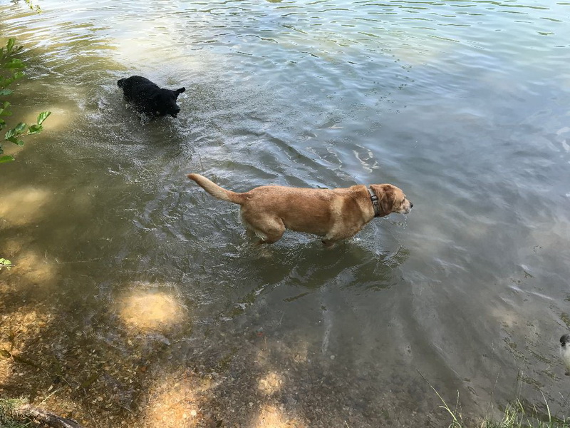 Chiens se baignant dans la Seine