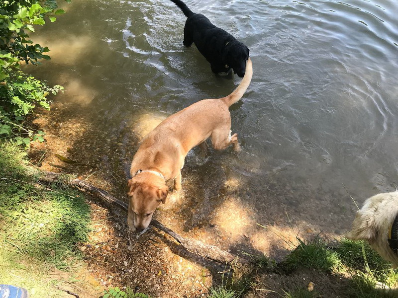 Chiens se baignant dans la Seine