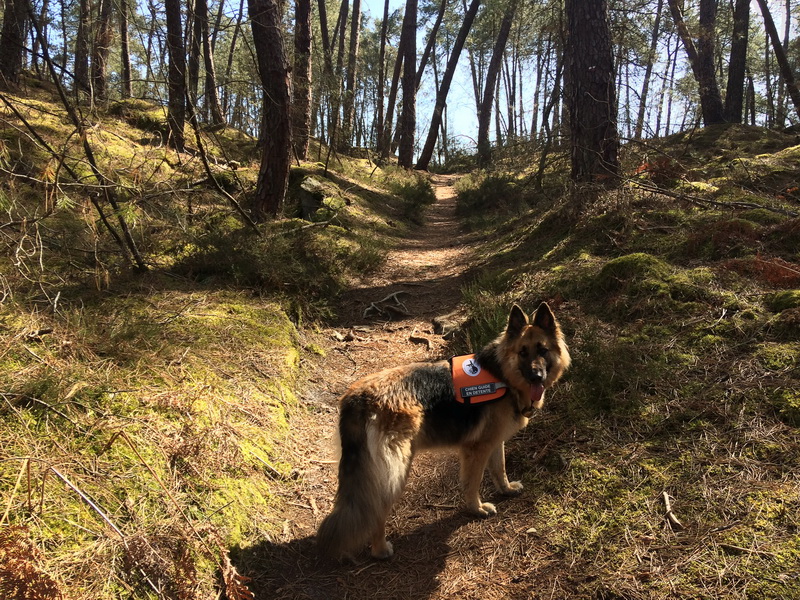 chien en forêt