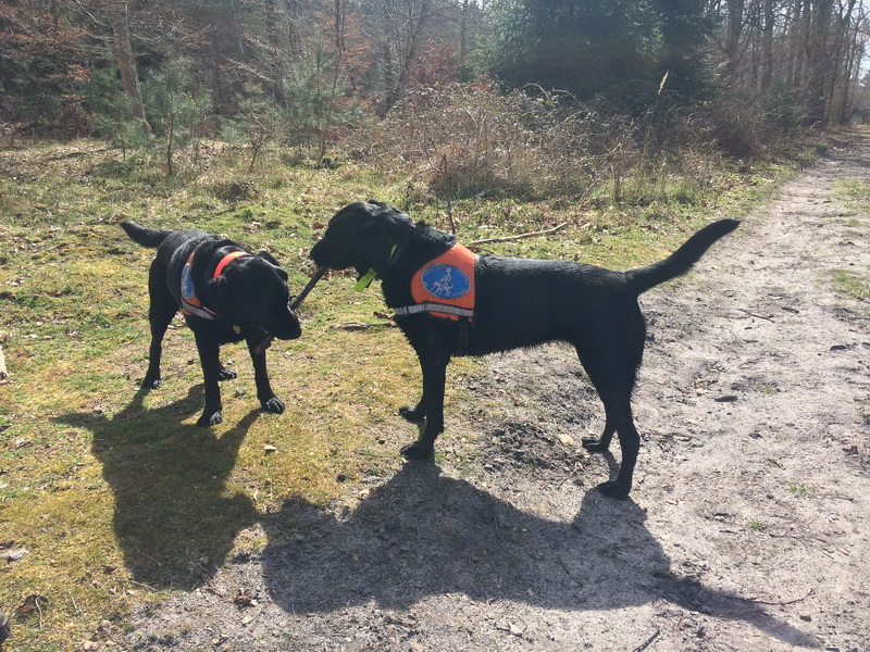 deux chiens jouent avec un baton