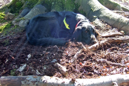 Arcan se repose &agrave; l'ombre